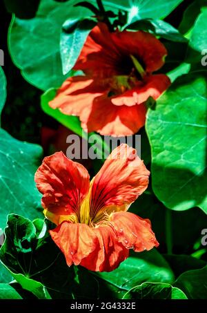 Orange Kapuzinerkresse blüht auf dem Gartenzaun Stockfoto