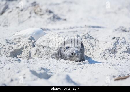 Südliche Elefantenrobbe (Mirounga leonina) Welpen, die sich im Sand verstecken, Falklandinseln, Südamerika Stockfoto