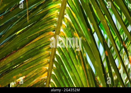 Nahaufnahme des Palmenblattes. Stockfoto