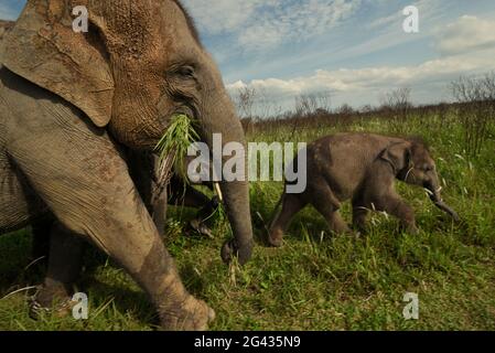 Eine Gruppe von Elefanten, die zurück zum Elefantenzentrum gehen, nachdem sie sich im Way Kambas National Park, Indonesien, von den Büschen ernährt haben. Stockfoto