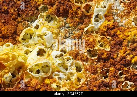 Äthiopien; Afar-Region; Danakil-Wüste; Danakil-Depression; aktive geothermische Region Dallol; schwefelhaltige Salzkruste in gelber und roter Farbe; heißes Wasser und Stockfoto