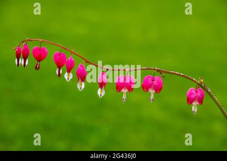 Blutende Herz (Lamprocapnos californica) Blumen Stockfoto