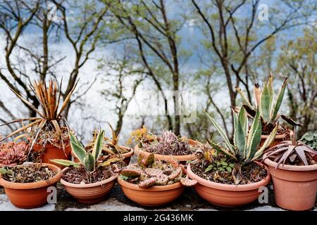 Braune Tontöpfe mit verschiedenen Sukkulenten und Kakteen. Stockfoto