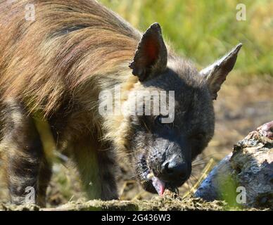 Braune Hyäne (Hyena brunnea) Fütterung eines toten Nashornkörpers in Pilanesberg Nationalpark Südafrika Stockfoto