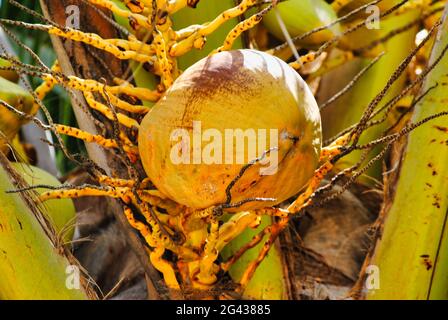 Kokosnussfrucht auf einem Baum. Stockfoto