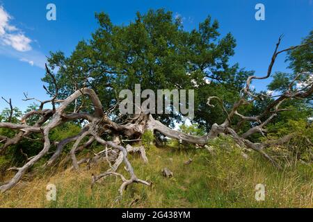Alte Eiche bei Suckow, Lieper Winkel, Usedom, Ostsee, Mecklenburg-Vorpommern, Deutschland Stockfoto