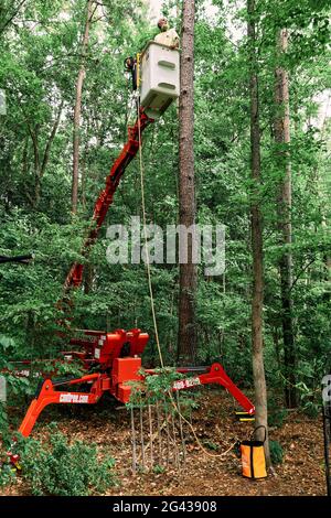 In Pike Road Alabama, USA, schneidet ein Trimmer in einem Eimer eine Kiefer mit einer Kettensäge ab. Stockfoto