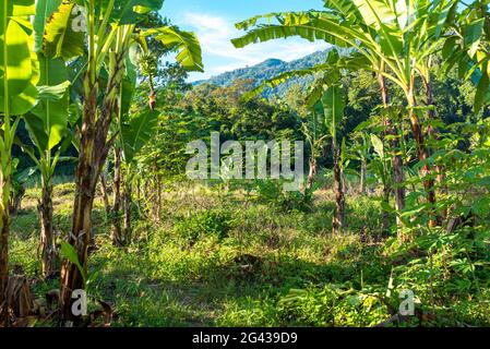 Landschaft in Ketambe im Süden des Gunung Leuser Nationalparks Stockfoto