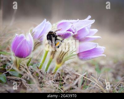 Bescheidene Biene auf einer Pasquenblüte im Frühling Stockfoto