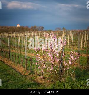 Aprikosenbaum blüht in den Weinbergen des Burgenlandes Stockfoto