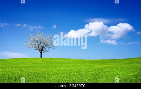 Blühender Baum auf einer grünen Wiese Stockfoto