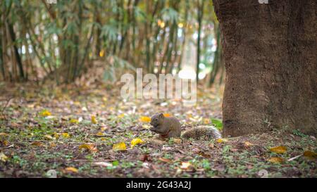 Ein süßes Pallas-Eichhörnchen isst auf dem Boden des Daan Park Forest in Taipei Essen Stockfoto