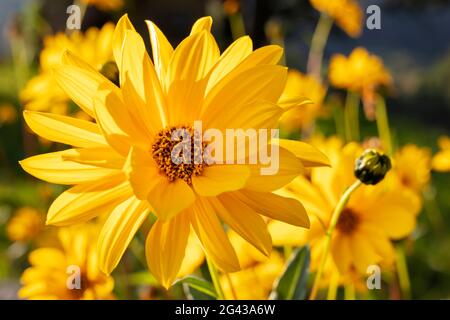 Zwergblumenblume (Helianthus occidentalis) bei Brannenburg, Oberbayern, Bayern, Deutschland Stockfoto