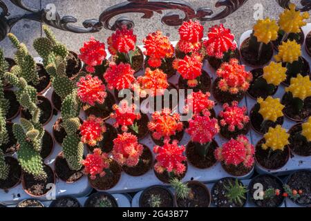 Kleiner farbenfroher Kaktus im kleinen Topf Stockfoto