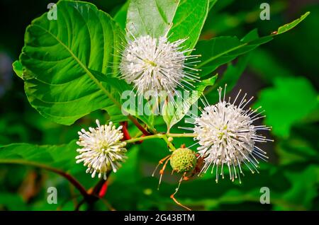 Buttonbush ist im Audubon Bird Sanctuary am 17. Juni 2021 in Dauphin Island, Alabama, abgebildet. Buttonbusch ist auch als Buttonweilow bekannt. Stockfoto