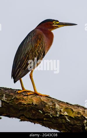 Ein grüner Reiher ist am Gaillard Lake im Audubon Bird Sanctuary, 17. Juni 2021, in Dauphin Island, Alabama, abgebildet. Stockfoto