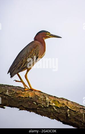 Ein grüner Reiher ist am Gaillard Lake im Audubon Bird Sanctuary, 17. Juni 2021, in Dauphin Island, Alabama, abgebildet. Stockfoto