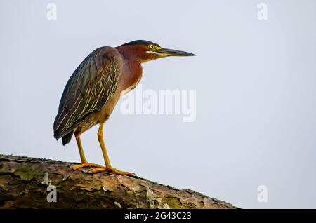 Ein grüner Reiher ist am Gaillard Lake im Audubon Bird Sanctuary, 17. Juni 2021, in Dauphin Island, Alabama, abgebildet. Stockfoto