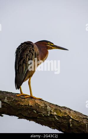 Ein grüner Reiher flatscht seine Federn, nachdem er am Gaillard Lake im Audubon Bird Sanctuary, 17. Juni 2021, in Dauphin Island, Alabama, gezüchtet wurde. Stockfoto