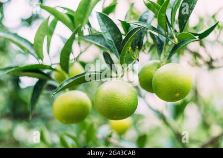 Nahaufnahme von grünen Mandarinen auf Ästen. Stockfoto