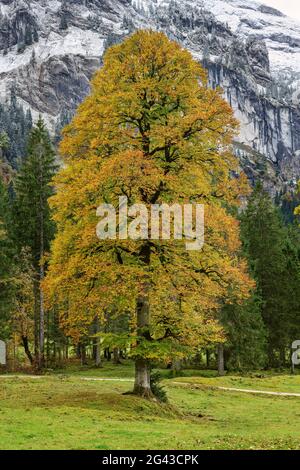 Buche im Herbstlaub, Wankerfleck, Ammergauer Alpen, Ammergebirge, Schwaben, Bayern, Deutschland Stockfoto
