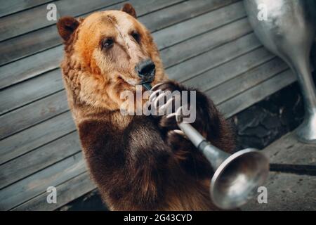 Brauner Bär spielt Trompete. Stockfoto