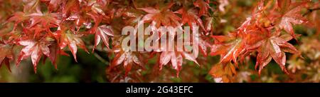 Japanische Ahornblätter in Herbstfarben mit Regentropfen Stockfoto