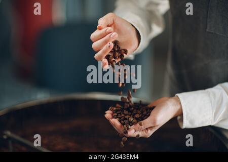 Kaffeekühlung in der Röstermaschine beim Rösten des Kaffees. Junge Barista, die Kaffeebohnen mischt und in den Händen hält. Stockfoto