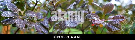 Nahaufnahme herbstlicher Blätter mit Regentropfen Stockfoto
