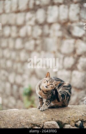 Eine graue Katze mit schwarzen Streifen kratzt hinter dem Ohr mit ihrer Hinterpfote auf einer Steinstruktur. Stockfoto