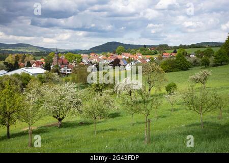 Apfelbäume in voller Blüte auf einer üppigen Wiese mit Blick auf die Stadt im Frühjahr, Schöllkrippen, Kahlgrund, Spessart-Festland, Franken, Bayern, Deutschland Stockfoto