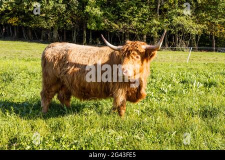 Schottisches Hochlandrind (Bos taurus) auf der Weide, Ratzinger Höhe, Bayern, Deutschland Stockfoto