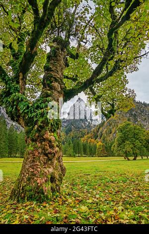 Bergahorn im Herbst Blätter mit Geiselstein im Hintergrund, Wankerfleck, Ammergauer Alpen, Ammerberge, Schwaben, Bayern, Deutschland Stockfoto