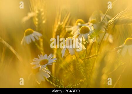 Gänseblümchen im Abendlicht, Bayern, Deutschland, Europa Stockfoto