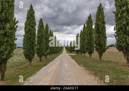 Zypressenallee im Val d'Orcia, Toskana, Italien Stockfoto