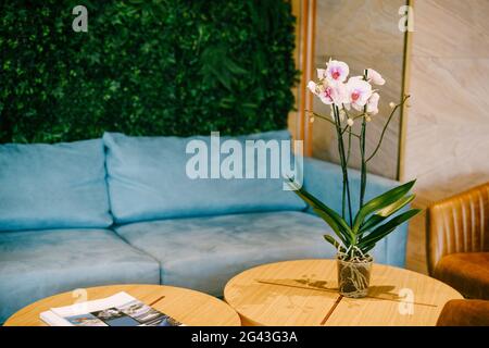 Bellagio, Italien - 07. juni 2020: Rosafarbene Orchideenblüte in einer Tasse auf einem kleinen runden Tisch mit Sesseln und einem blauen Sofa an der Rückseite Stockfoto