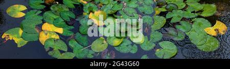 Seerosen im Teich bei Regen Stockfoto