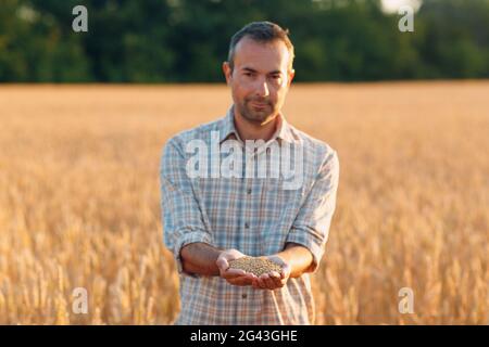 Die Hände des Bauern halten nach der Ernte reife Weizensamen Stockfoto