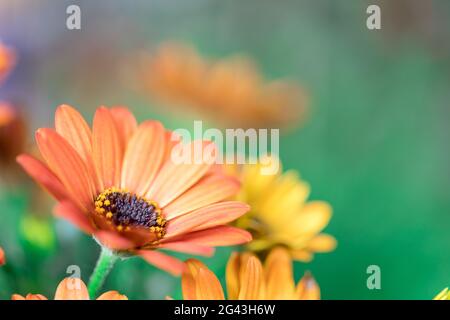 Schöne Frühlingsblüte, Grußkarte. Gerbera Stockfoto