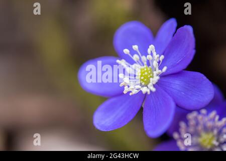 Hepatica oder Leberblümchen im Frühling, Nahaufnahme im Wald Stockfoto
