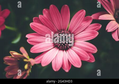 Schöne Frühlingsblüte, Grußkarte. Gerbera Stockfoto