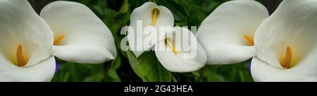 Nahaufnahme von weißen Calla Lily-Blüten Stockfoto