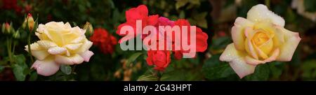 Nahaufnahme von weißen und roten Rosen mit Regentropfen Stockfoto