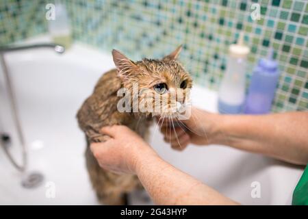 Pflege von Katzen und Haustieren im Schönheitssalon. Stockfoto