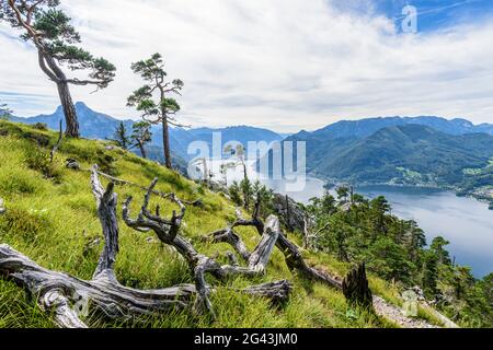 Kiefern und tote Bäume am Traunstein und Blick auf den Traunsee im Salzkammergut, Oberösterreich, Österreich Stockfoto