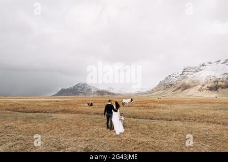 Hochzeitspaar im Anschluss mit Pferden. Der Bräutigam umarmt die Braut. Destination Island Hochzeitsfoto mit isländischen Pferden. Stockfoto