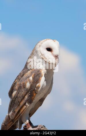 Schleiereule (Tyto Alba), Lone Pine Koala Sanctuary, Brisbane, Queensland, Australien Stockfoto