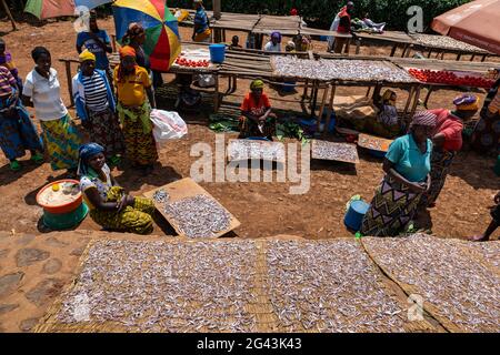 Frauen trocknen Sambaza-Fische, die von singenden Fischern auf dem Kivu-See auf einem Markt am Straßenrand in der Nähe von Kagano, Westprovinz, Ruanda, Afrika, gefangen werden Stockfoto