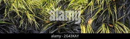 Nahaufnahme des grünen Grases Stockfoto