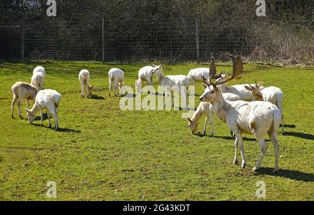 Damhirsch, Weißhirsch, weiße Variation, im Gehege Stockfoto